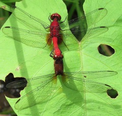 Erythemis mithroides