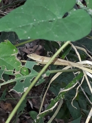 Anolis nebulosus