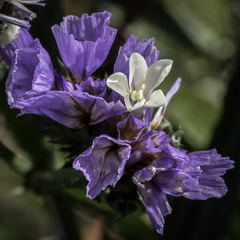 Limonium sinuatum