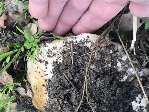 iNaturalist observation photo of Fungi Including Lichens