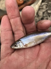 Hybognathus nuchalis