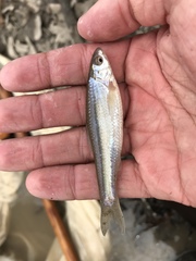 Hybognathus nuchalis