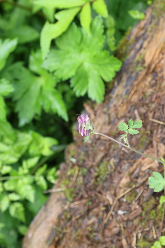 Corydalis petrophila