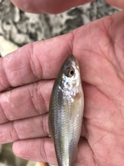 Hybognathus nuchalis