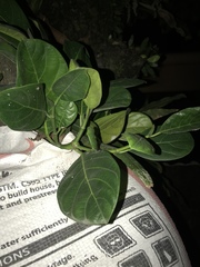 Artocarpus heterophyllus