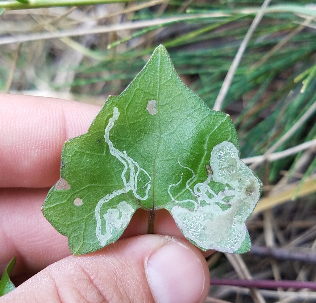Calycomyza mikaniae