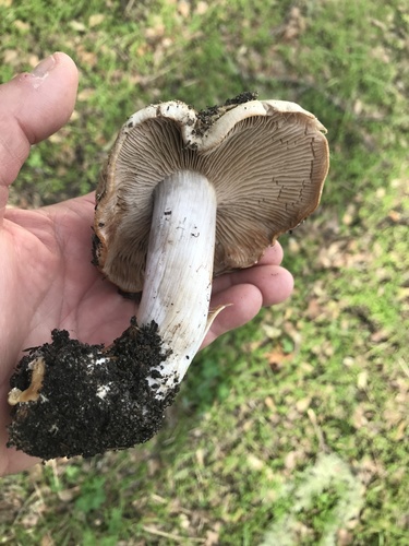 iNaturalist observation photo of Common Gilled Mushrooms and Allies