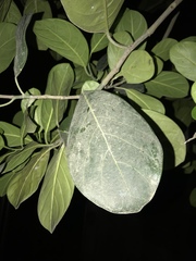 Artocarpus heterophyllus