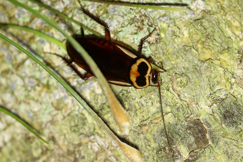Australian Cockroach photo 4