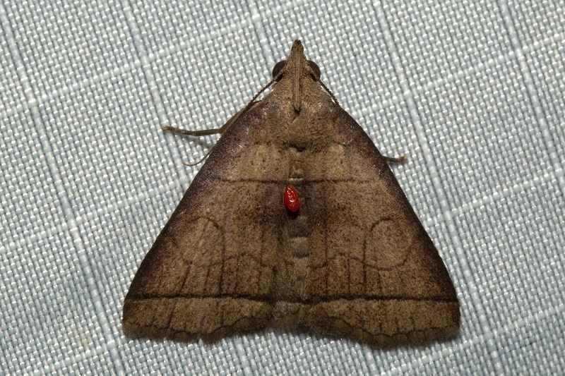 Polypogon longisaccus