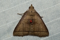 Polypogon longisaccus