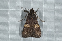 Hydrillodes gravatalis