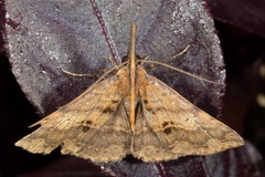 Oxaenanus brontesalis