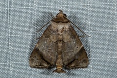 Hiaspis closteroides