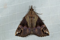 Hypena jugalis