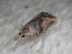 Harmologa scoliastis