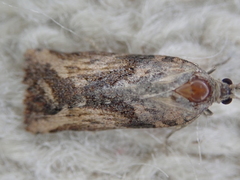 Harmologa scoliastis