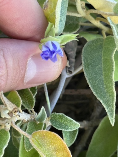 Thicket clustervine (Jacquemontia cumanensis)