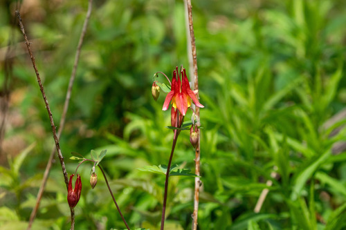 Aquilegia canadensis