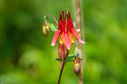 Aquilegia canadensis iNat (3)