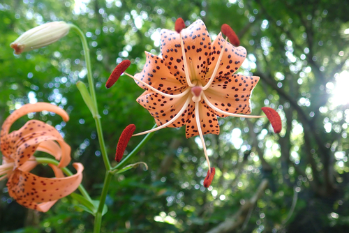 Lilium leichtlinii maximowiczii