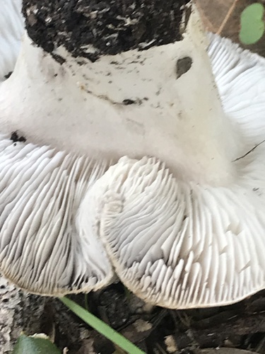 iNaturalist observation photo of Common Gilled Mushrooms and Allies