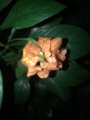 Crossandra infundibuliformis