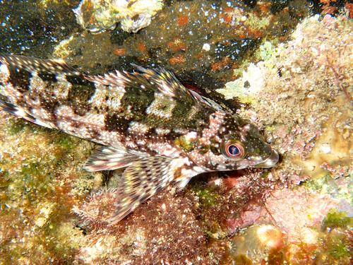 Eastern kelpfish (Chironemus marmoratus) — Chironemidae