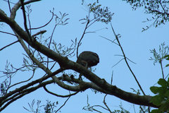 Tigrisoma mexicanum