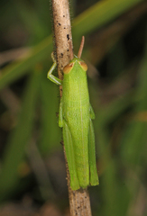 Aptenopedes