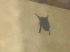 Taphozous mauritianus