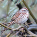 Desert Song Sparrow - Photo (c) Gordon Karre, some rights reserved (CC BY-NC), uploaded by Gordon Karre