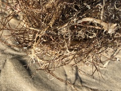 Gracilariopsis