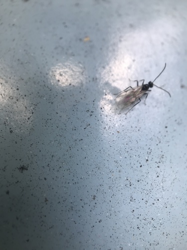iNaturalist observation photo of Ants