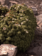 Werneria dactylophylla