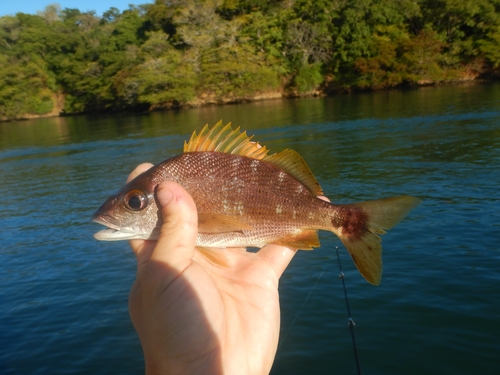 Chere-chere grunt (Haemulon steindachneri) — Haemulidae — 5