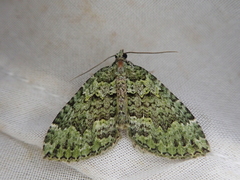 Austrocidaria callichlora