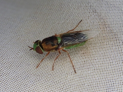 Odontomyia fulviceps