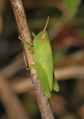 Aptenopedes
