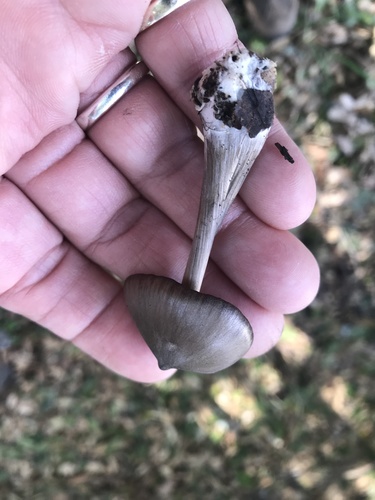 iNaturalist observation photo of Nolanea