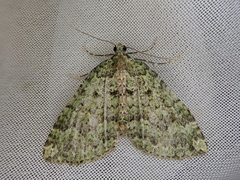 Austrocidaria callichlora