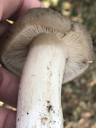 iNaturalist observation photo of Domecaps