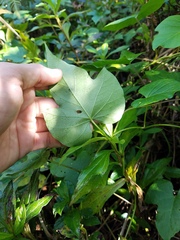 Ipomoea indica