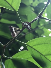 Ricanoptera fenestrata