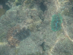Tridacninae