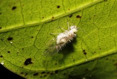 Dasydemella
