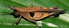 Xiphiola cyanoptera