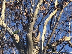 Amazona viridigenalis