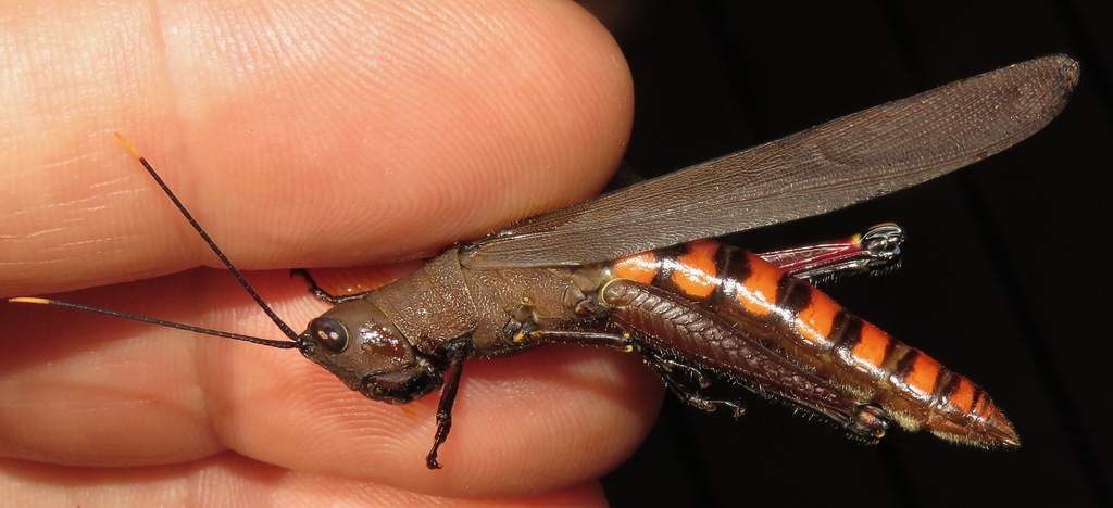 Copiocera erythrogastra