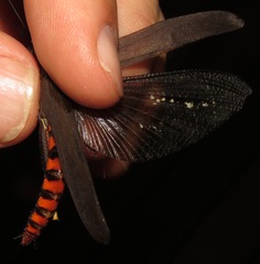 Copiocera erythrogastra